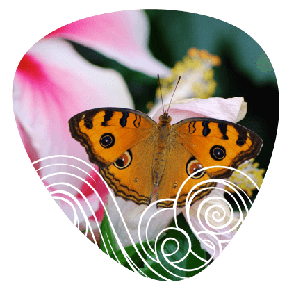 mariposas-fauna mariposas-fauna