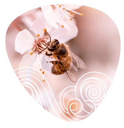 abejas-moti abejas-moti