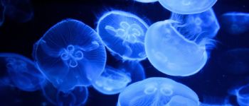 Picaduras de medusas
