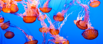 Picaduras de medusas