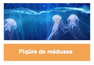 2. Piqûre de méduses