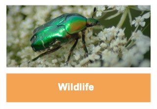Wildlife